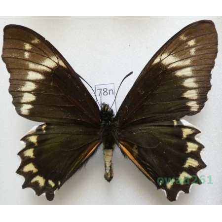 Battus madyes (Doubleday, 1846) Peru 69mm78n